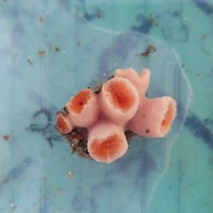 画像: 《近海産海洋生物》オオイボヤギ（珍色）