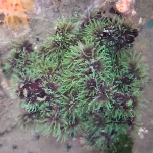 画像: 《近海産海洋生物》ナンヨウキサンゴ　Lサイズ