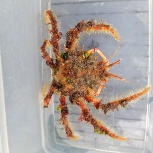 画像: 《近海産甲殻類》ケアシガニ(歩足1欠)…ハンドコート採取