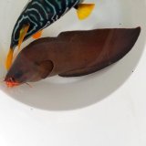 画像: 《近海産海水魚》イタチウオ・・ハンドコート採取