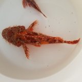 画像: 《近海産海水魚》オニカサゴ（Mサイズのフリー個体）…ハンドコート採取