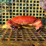 画像: 《近海産甲殻類》アカマンジュウガニ（フリー個体）1匹…ハンドコート採取