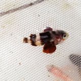 画像: 《近海産海水魚》ムラソイ幼魚（レアサイズ）…当店ハンドコート採取