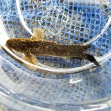 画像: 《近海産海水魚》イボオコゼ（画像の個体です）…ハンドコート採取