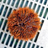 画像: 《近海産海洋生物》シラヒゲウニ（橙系）…ハンドコート採取
