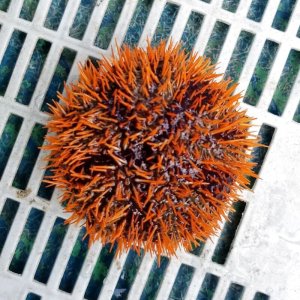 画像: 《近海産海洋生物》シラヒゲウニ（橙系）…ハンドコート採取