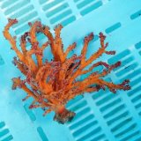 画像: 《近海産海洋生物》ニクイロクダヤギ（画像の個体です）…ハンドコート採取