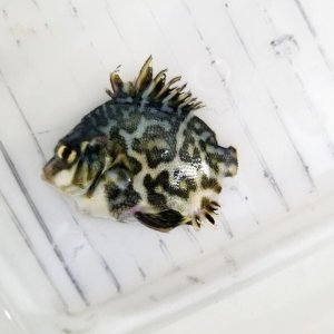 画像: 《近海産海水魚》【激レアサイズ】ツボダイ幼魚（幼魚色）７…ハンドコート採取