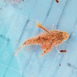 画像: 《近海産海水魚》【珍】ヤセオコゼ（画像の個体です）…ハンドコート採取