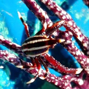 画像: 《近海産甲殻類》コマチコシオリエビ