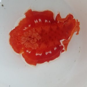 画像: 《近海産甲殻類》☆★ミカドウミウシ…ハンドコート採取