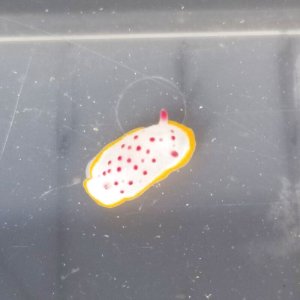 画像: 《近海産甲殻類》【珍】☆★☆クリアイロウミウシ☆★☆…当店ハンドコート採取