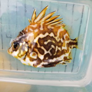 画像: 《近海産海水魚》ツボダイ幼魚（珍サイズ）１０…ハンドコート採取