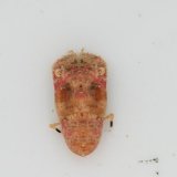 画像: 《近海産甲殻類》【激レアサイズ】セミエビ（ベビー）…ハンドコート採取
