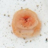 画像: 《深海産海洋生物》【100M以深産】深海性イソギンチャク（熊野灘深海産）…未同定