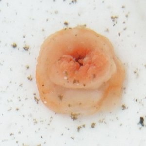 画像: 《深海産海洋生物》【100M以深産】深海性イソギンチャク（熊野灘深海産）…未同定