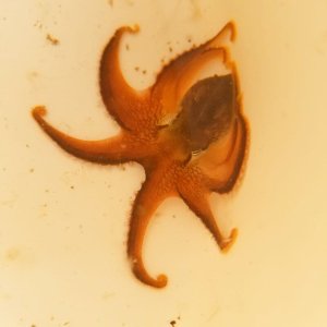 画像: 《近海産甲殻類》☆★【珍】★☆メジロダコ（画像の個体です）‥当店ハンドコート採取