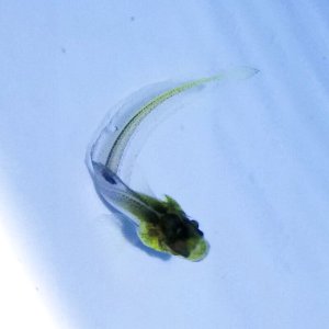 画像: 《深海性海水魚》【レアサイズ】アカタチ属の幼魚（未同定）状態極！餌食べています！…近海ハンドコート採取