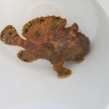 画像: 《近海産海水魚》☆★☆【珍】20ソウシカエルアンコウ （非常に大きくなる種類です）…ハンドコート採取