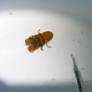 画像: 《近海産甲殻類》【珍サイズ】ヒメセミエビ（SS)…ハンドコート採取