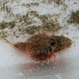 画像: 《近海産海水魚》【珍】ヤセオコゼ（画像の個体です）…ハンドコート採取