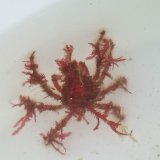 画像: 《近海産甲殻類》クモガニ科の1種（画像の個体です）…ハンドコート採取