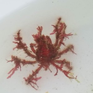 画像: 《近海産甲殻類》クモガニ科の1種（画像の個体です）…ハンドコート採取