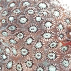 画像: 《近海産海洋生物類》キクメイシの仲間