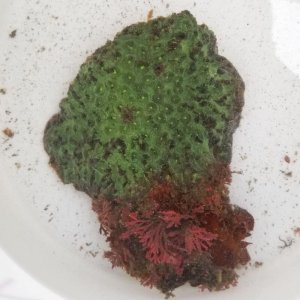 画像: 《近海産海洋生物類》キクメイシの仲間