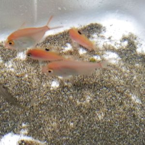 画像: 《近海産海水魚》【ウルトラレア個体】キンメダマシの幼魚(1匹)…ハンドコート採取