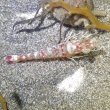 画像8: 《近海産甲殻類》キシエビの2匹セット…ハンドコート採取