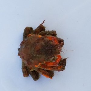 画像: 《近海産甲殻類》クモガニ科の1種（ノコギリガニ？）・・画像の個体です