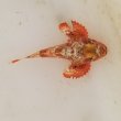 画像2: 《近海産海水魚》ヒメサツマカサゴ（画像の個体です）…ハンドコート採取