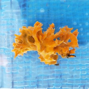 画像: 《近海産海洋生物》カイメン類…ハンドコート採取