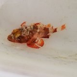画像: 《近海産海水魚》ヒメサツマカサゴ（画像の個体です）…ハンドコート採取