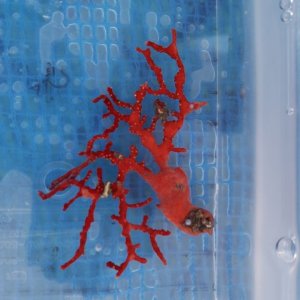 画像: 《近海産海洋生物》イソバナ…ハンドコート採取