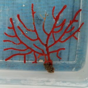 画像: 《近海産海洋生物》ホソヤギ…ハンドコート採取