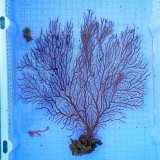 画像: 《近海産海洋生物》オウギウミヒドラ…ハンドコート採取