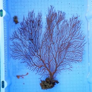 画像: 《近海産海洋生物》オウギウミヒドラ…ハンドコート採取