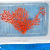 画像: 《近海産海洋生物》イソバナ…ハンドコート採取