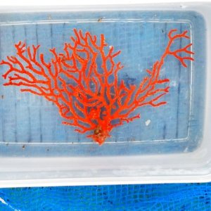 画像: 《近海産海洋生物》イソバナ…ハンドコート採取