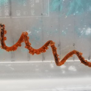 画像: 《近海産海洋生物類》【珍種】ネジレカラマツ