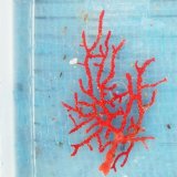 画像: 《近海産海洋生物》イソバナ…ハンドコート採取