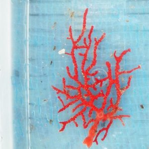 画像: 《近海産海洋生物》イソバナ…ハンドコート採取