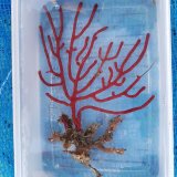 画像: 《近海産海洋生物》フトヤギ　レッド…ハンドコート採取