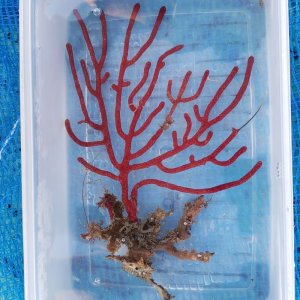 画像: 《近海産海洋生物》フトヤギ　レッド…ハンドコート採取