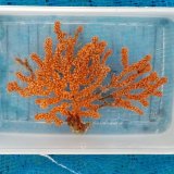 画像: 《近海産海洋生物》フトトゲヤギ…ハンドコート採取