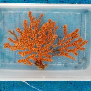 画像: 《近海産海洋生物》フトトゲヤギ…ハンドコート採取