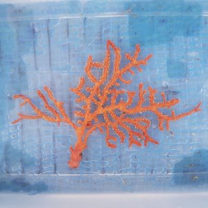 画像: 《近海産海洋生物》イソバナ…ハンドコート採取