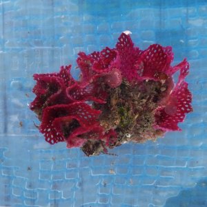 画像: 《近海産海洋生物》ベニアミコケムシ…ハンドコート採取